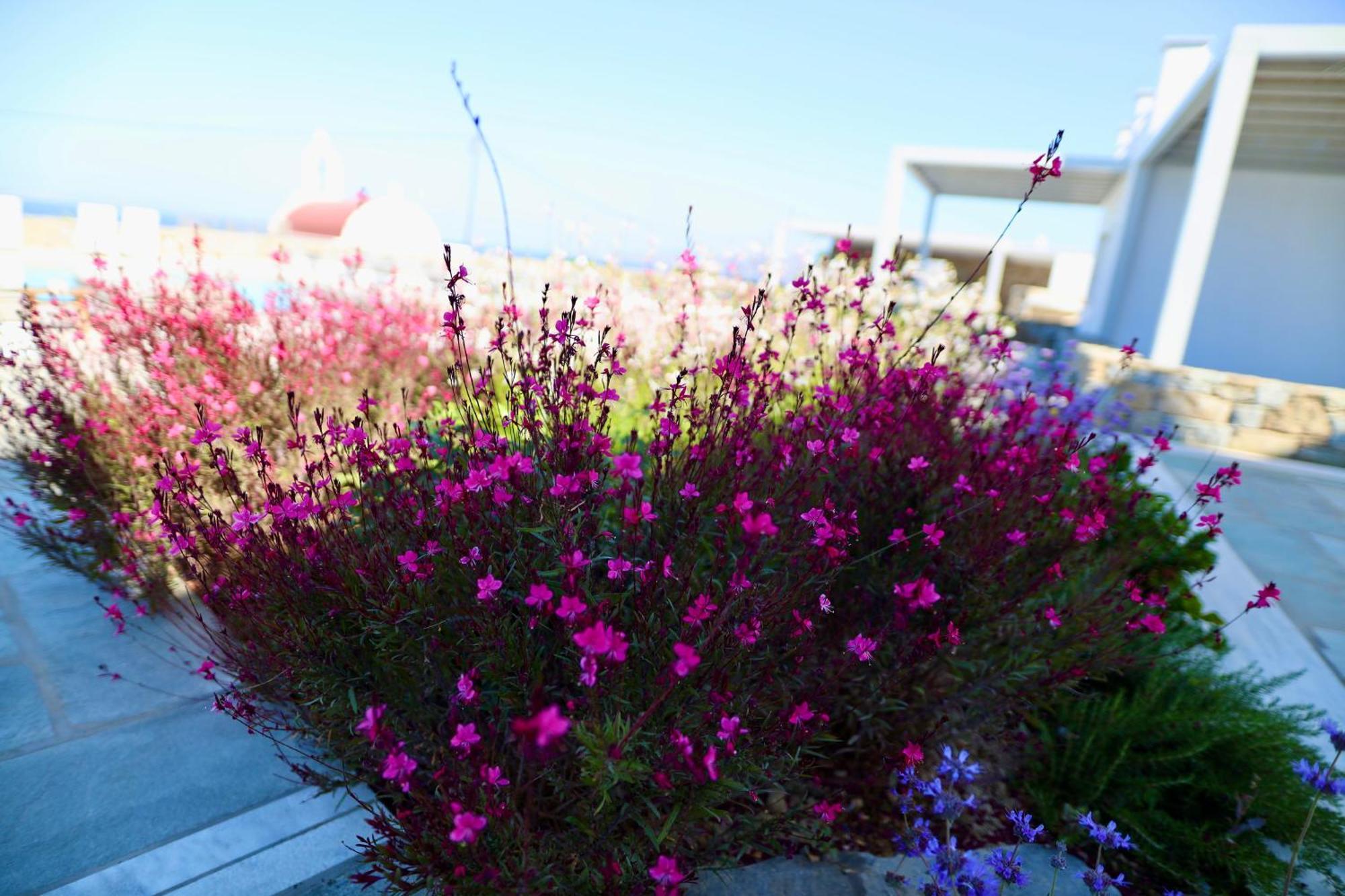 Margie Mykonos Hotel Mykonos Town Eksteriør billede